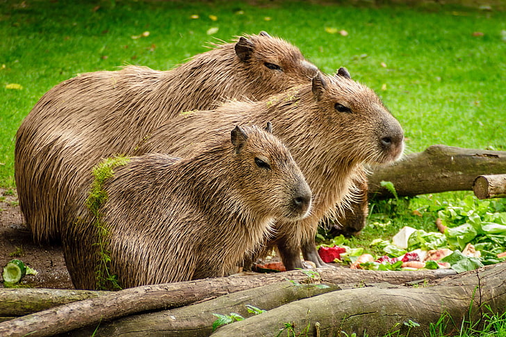 hewan, capybara, merapatkan, lucu, makan, bulu, rumput, grup, hydrochoerus hydrochaeris, mamalia, padang rumput, outdoors, hewan pengerat, liar, margasatwa, kayu, gambar-gambar royalti, Wallpaper HD