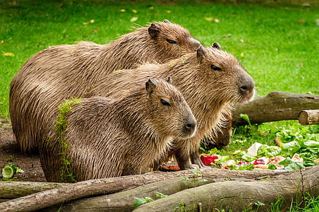 animaux, capybara, gros plan, mignon, manger, fourrure, herbe, groupe, hydrochoerus hydrochaeris, mammifère, prairie, à l'extérieur, rongeurs, sauvage, faune, bois, images de redevances, Fond d'écran HD HD wallpaper