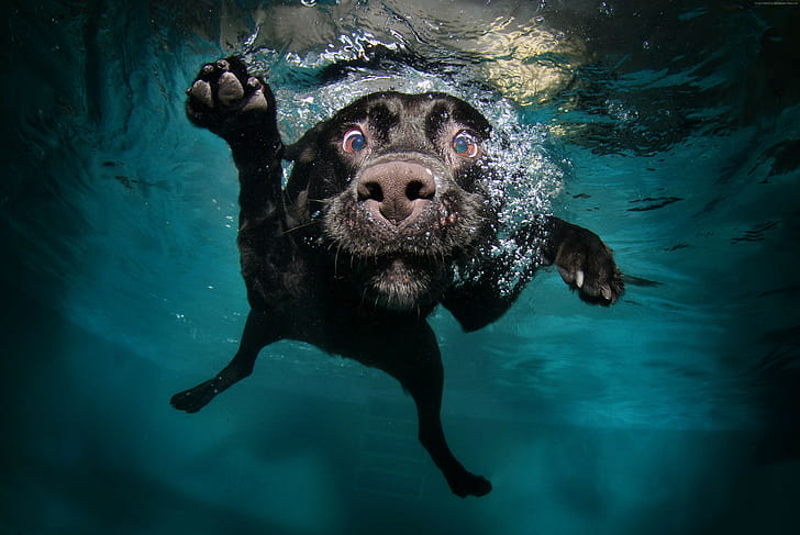 cachorro, animal, burbujas de agua, divertido, 5k, 4k, negro, bajo el agua, perro, mascota, Fondo de pantalla HD