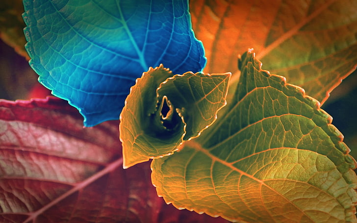 green, yellow, red, and purple leafed plant, plants, macro, leaves, colorful, flowers, HD wallpaper