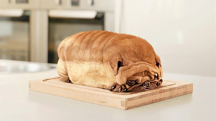pug, bread, funny, HD wallpaper