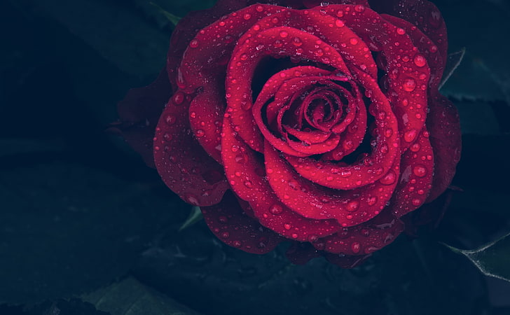 Red Rose with Water Drops, red rose wallpaper, Nature, Flowers, Drops, Flower, Love, Rose, Dreamy, Background, Macro, Romantic, Blossom, Bloom, Raindrops, waterdrops, redrose, HD wallpaper