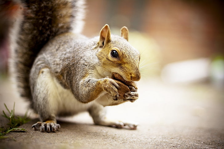 scoiattolo grigio, scoiattolo, animale, cibo, Sfondo HD