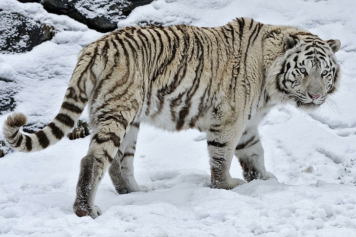 White Tiger Wild Cat Salju Musim Dingin Resolusi Tinggi, harimau abu-abu dan hitam, kucing, tinggi, resolusi, salju, harimau, putih, liar, musim dingin, Wallpaper HD