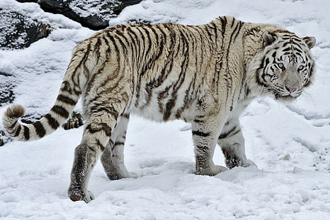White Tiger Wild Cat Snow Winter высокого разрешения, серый и черный тигр, кошки, высокое разрешение, снег, тигр, белый, дикий, зима, HD обои HD wallpaper