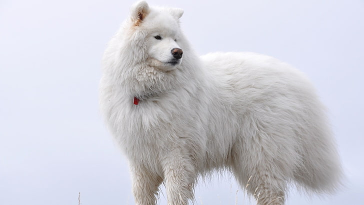 yetişkin uzun kaplamalı beyaz köpek, köpek, hayvanlar, beyaz, HD masaüstü duvar kağıdı