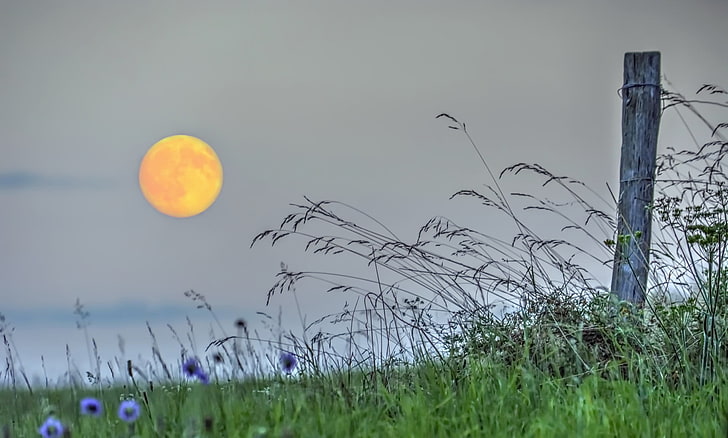 lavender flowers, landscape, field, Moon, HD wallpaper