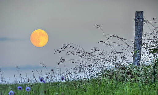 лавандулови цветя, пейзаж, поле, Луна, HD тапет HD wallpaper