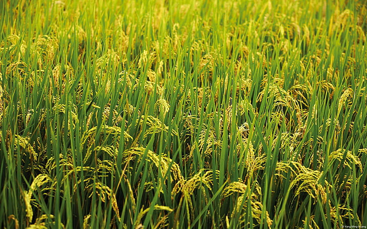 W Green L, wzrost, pola, zieleń, kukurydza, 3d i abstrakcja, Tapety HD