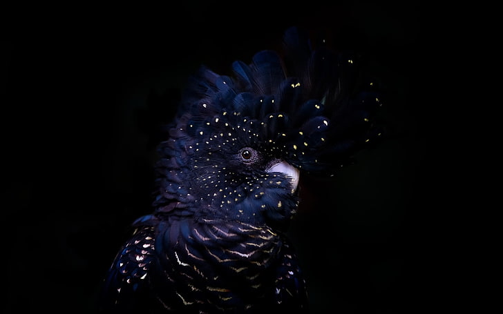 Cacatua nero dalla coda rossa, uccello, pasare, piuma, papagal, nero, cacatua, pappagallo, blu, Sfondo HD