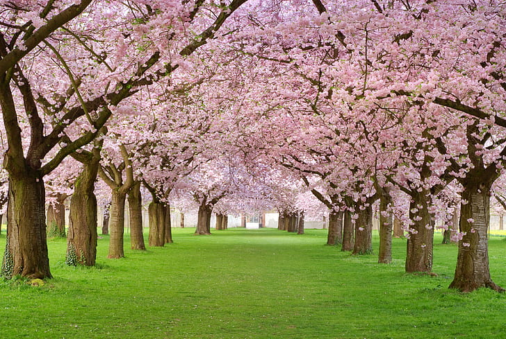 Vårblomning, vår, träd, körsbärsblomsträd, rosa, vår, träd, kronblad, skönhet, blommande, gränd, vårblomning, HD tapet