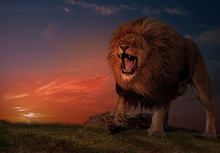 Katter, Lion, Big Cat, Roar, Wildlife, rovdjur (djur), HD tapet HD wallpaper