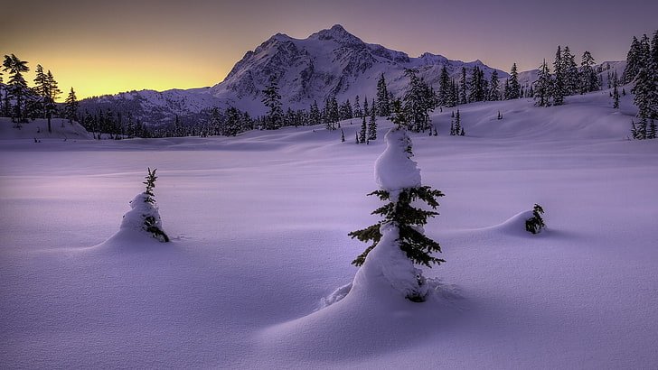 grünblättriger Baum, Kälte, Schnee, Berge, Bäume, Sonnenuntergang, Natur, Winter, HD-Hintergrundbild