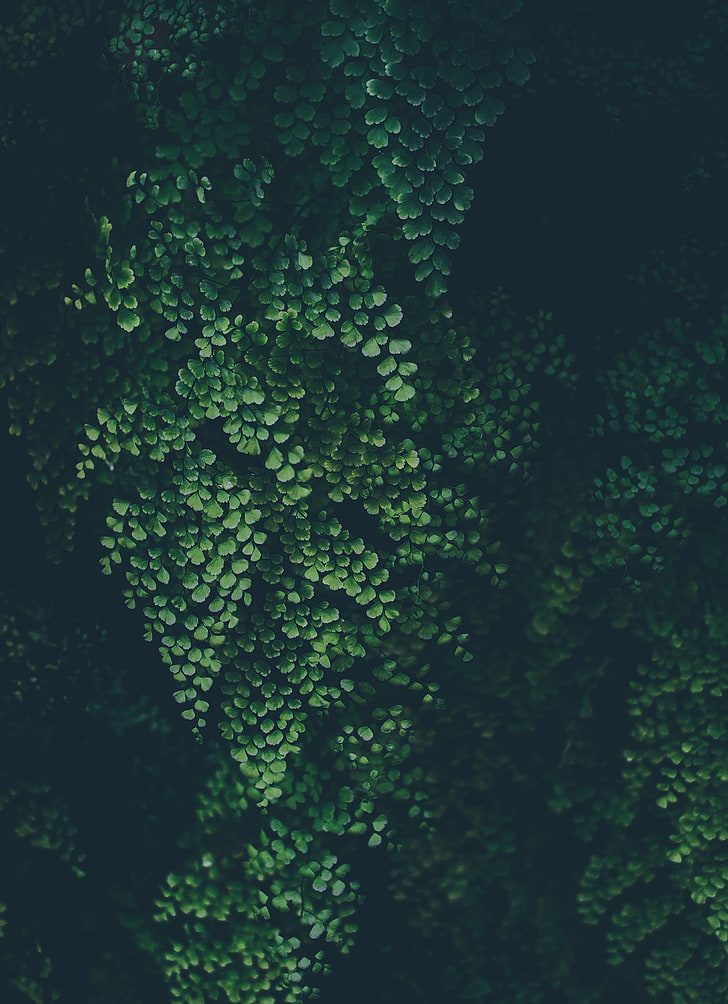 nature, plantes, vert, feuillage, feuilles, Fond d'écran HD, fond d'écran de téléphone