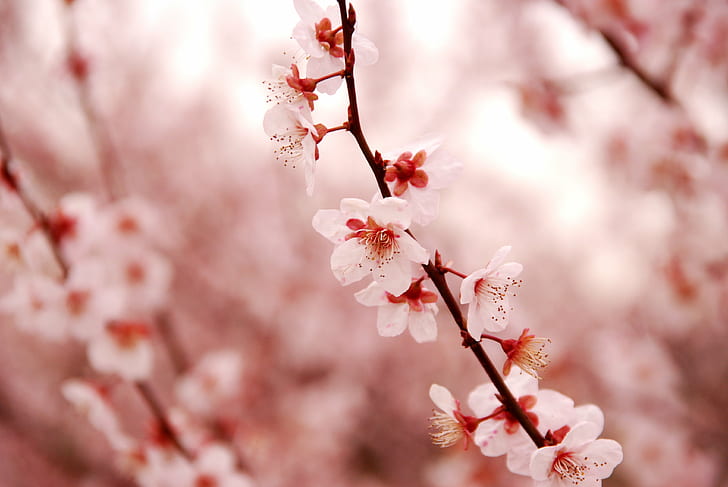 rosa körsbärsblom lämnar på gren i närbildsfotografering under dagtid, körsbärsblom, gren, närbildsfotografering, dagtid, blomma, Nagoya, träd, japan, vår, rosa Färg, natur, blomma, kronblad, blommahuvud, säsong, körsbär, växt, närbild, HD tapet