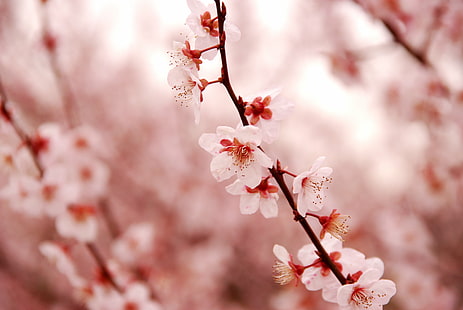 rosa körsbärsblom lämnar på gren i närbildsfotografering under dagtid, körsbärsblom, gren, närbildsfotografering, dagtid, blomma, Nagoya, träd, japan, vår, rosa Färg, natur, blomma, kronblad, blommahuvud, säsong, körsbär, växt, närbild, HD tapet HD wallpaper