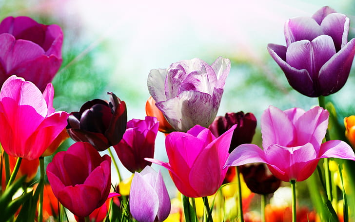 素晴らしい春のチューリップ、背景、花、写真、 HDデスクトップの壁紙