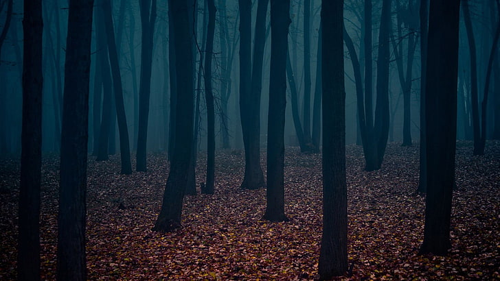 silhouette of forest cover in fog, forest, dark, trees, nature, HD wallpaper