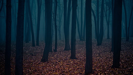 sagoma della copertura forestale nella nebbia, foresta, buio, alberi, natura, Sfondo HD HD wallpaper