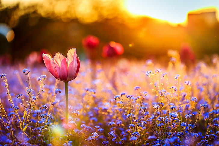 حقل زهور التوليب ، الخزامى الأحمر والوردي ، الزهور ، الحقل ، الخزامى ، الغروب، خلفية HD
