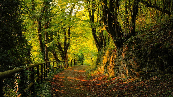 green trees, green, fence, trees, landscape, forest, path, nature, HD wallpaper