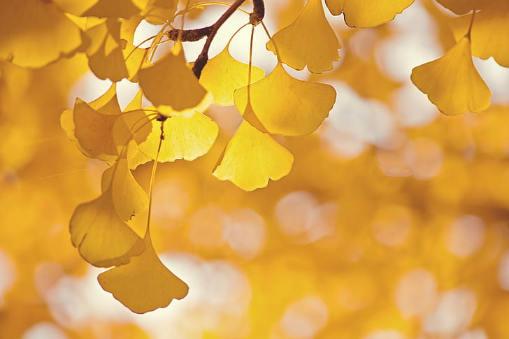 hojas, resplandor, árbol, rama, ginkgo, Fondo de pantalla HD