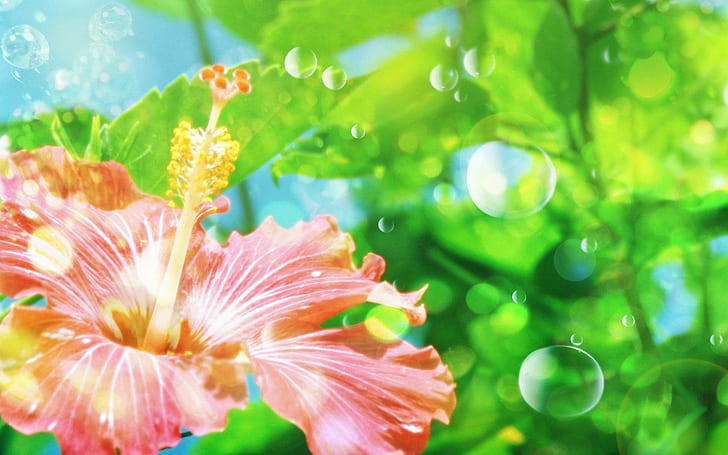 Bunga.Jpg, bunga, mekar, kembang sepatu, 3d dan abstrak, Wallpaper HD