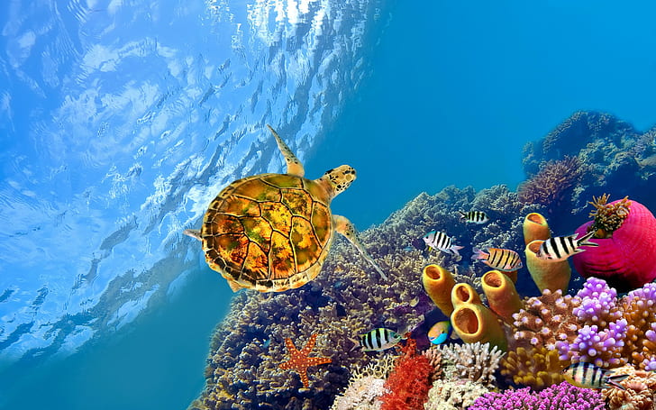 Tortuga bajo el agua, tortuga amarilla y verde, tortuga, peces, corales, estrellas de mar, océano, bajo el agua, Fondo de pantalla HD