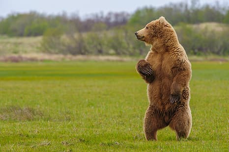  bear, beast, stand, Grizzly, HD wallpaper HD wallpaper