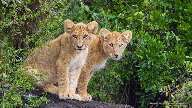 Lion Cubs, Masai Mara National Reserve Kenya, Animals, HD wallpaper