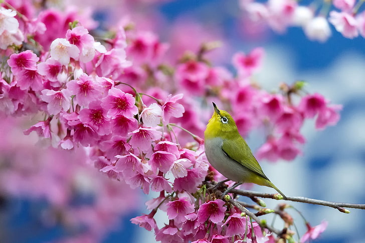 green and white bird, spring, cherry, branch, flowers, beauty, japanese white-eye, HD wallpaper