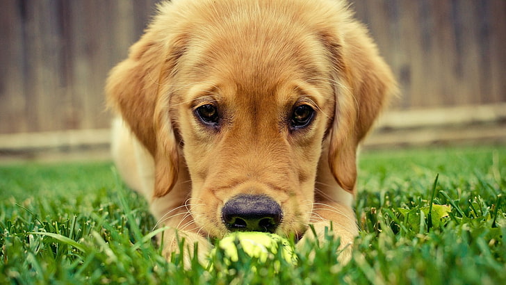 кученце златен ретривър, кученце златен ретривър на тревно поле, животни, кученца, трева, куче, HD тапет