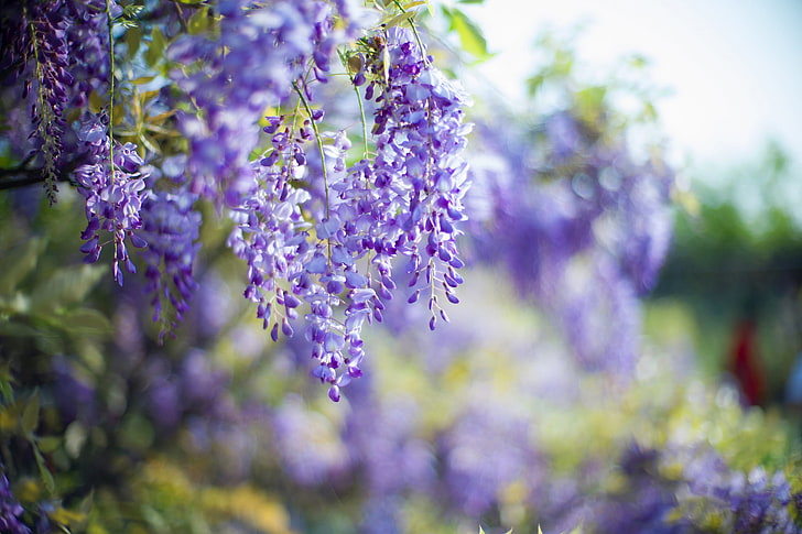 flowers, tree, branch, spring, inflorescence, lilac, bokeh, Wisteria, HD wallpaper