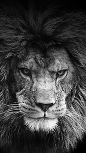 伝説のライオン、ライオン壁紙、動物、ライオンのグレースケール写真、 HDデスクトップの壁紙 HD wallpaper
