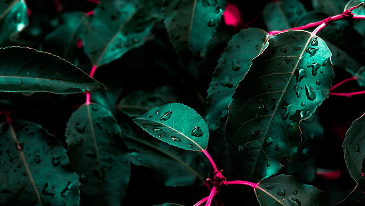 planta folheada verde, close-up fotografia de plantas de folha verde, natureza, folhas, gotas de água, closeup, verde, HD papel de parede