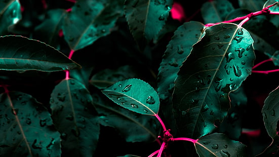 pianta a foglia verde, fotografia da vicino di piante a foglia verde, natura, foglie, gocce d'acqua, primo piano, verde, Sfondo HD HD wallpaper