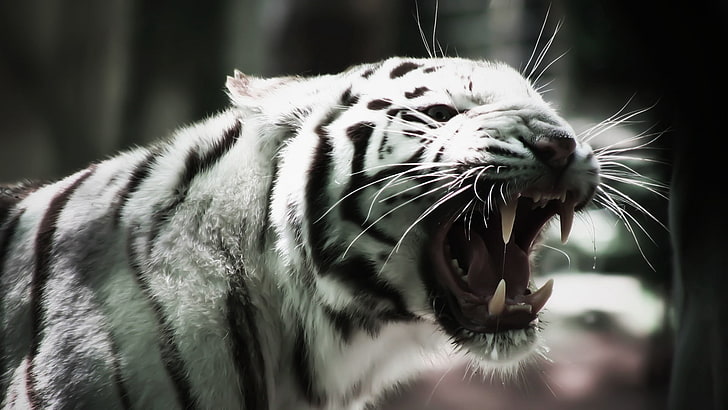 white tiger, ger, teeth, face, fangs, predator, HD wallpaper