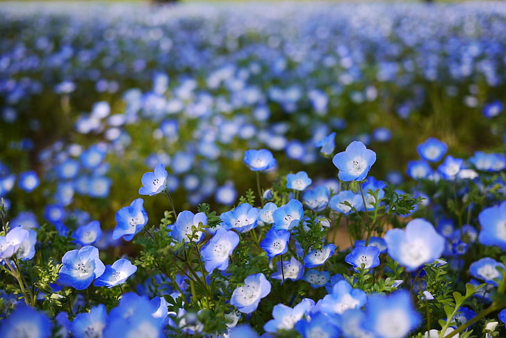 fotografia de natureza de campo de flores de olhos azuis bebê, campo, flores, pétalas, borrão, azul, nemophila, HD papel de parede