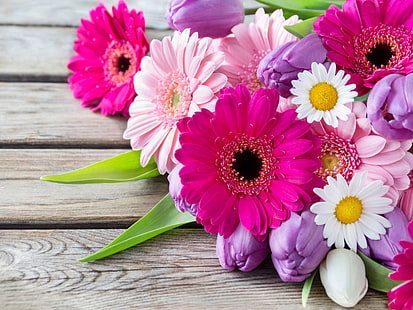 fleurs de couleurs assorties, fleurs, camomille, tulipes, gerbera, Fond d'écran HD HD wallpaper