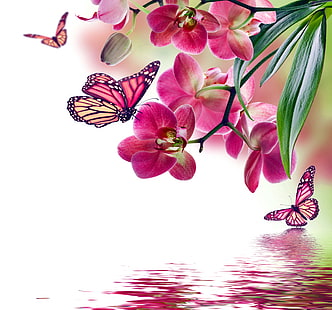 fleurs d'orchidée roses, papillon, fleurs, orchidée, rose, eau, belle, reflet, papillons, Fond d'écran HD HD wallpaper