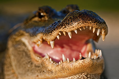 Tiere, Nahaufnahme, Reptilien, Alligatoren, HD-Hintergrundbild HD wallpaper