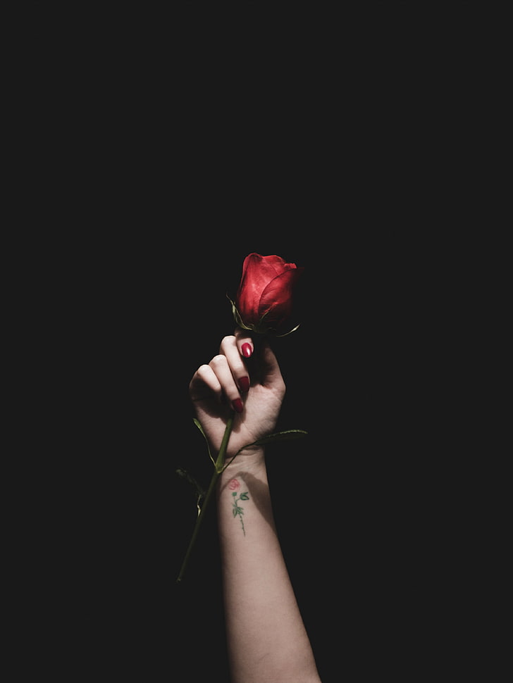 red rose, rose, red, hand, tattoo, HD wallpaper