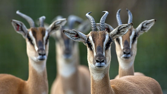 wildlife, wild animals, fauna, springbok, antelope, HD wallpaper HD wallpaper