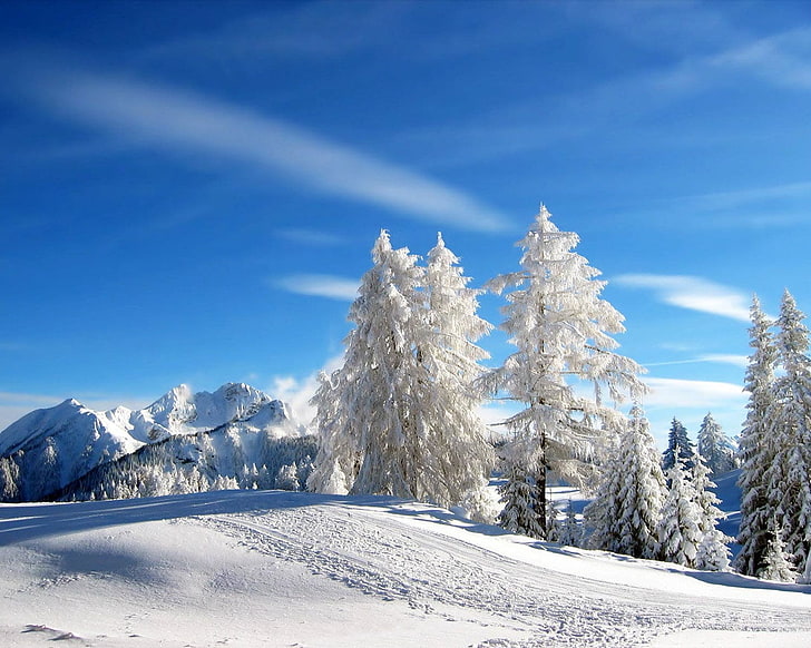 white pine tree, pines, trees, winter, mounting skiing resort, HD wallpaper