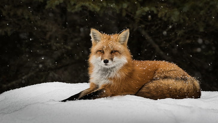 fox, winter, snow, animals, HD wallpaper