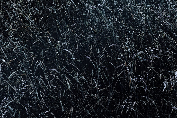 grass, field, HD wallpaper