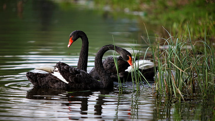 two black swans, swans, lake, pond, grass, HD wallpaper