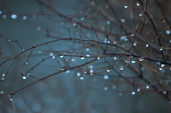 water drops, rain, plants, HD wallpaper