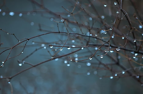 قطرات الماء والمطر والنباتات، خلفية HD HD wallpaper