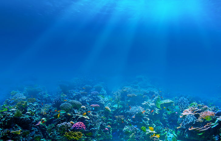 rafa węglowa, morze, ryby, dno, korale, podwodny świat, promienie światła, Tapety HD
